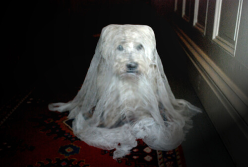 DOG and GHOST, MYTHS, STORIES