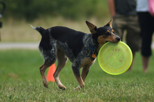 Dog Tricks, Obedience, Dog Training & Teaching Techniques & Video