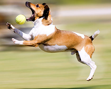 Dog Tricks, Obedience, Dog Training & Teaching Techniques & Video