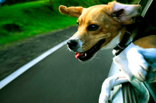 dog in car