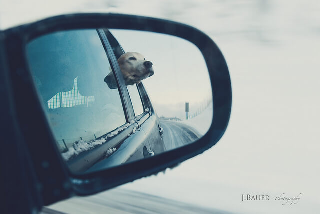 dog in car