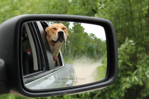 dog in car