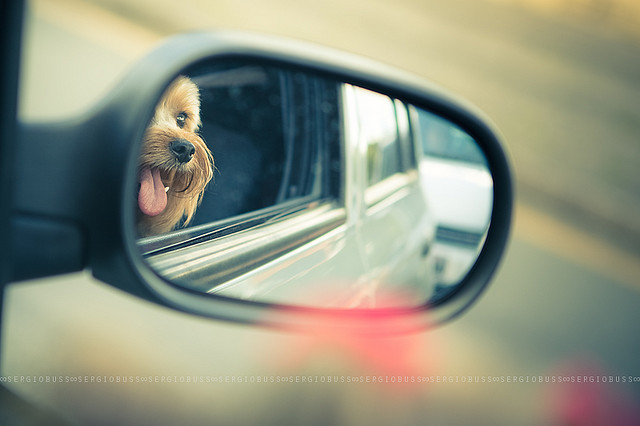 dog in car