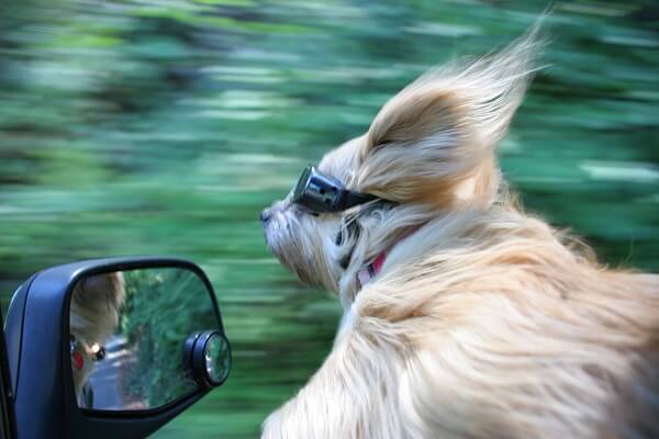 dog in car