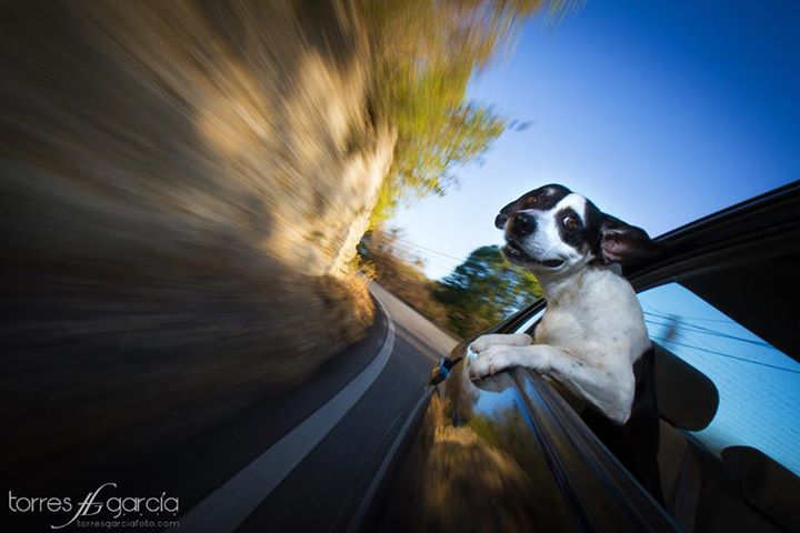 dog in car