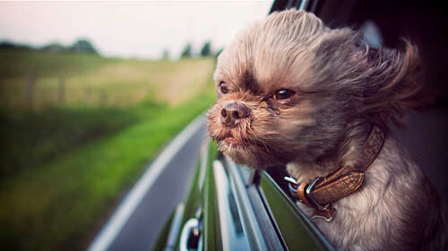 dog in car