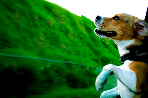 dog in car