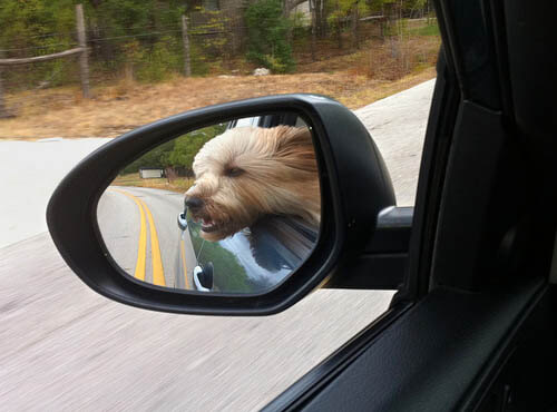 dog in car