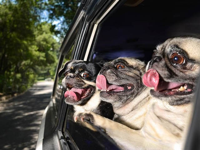 WWW.OFFICIALDOGSINCARS.COM