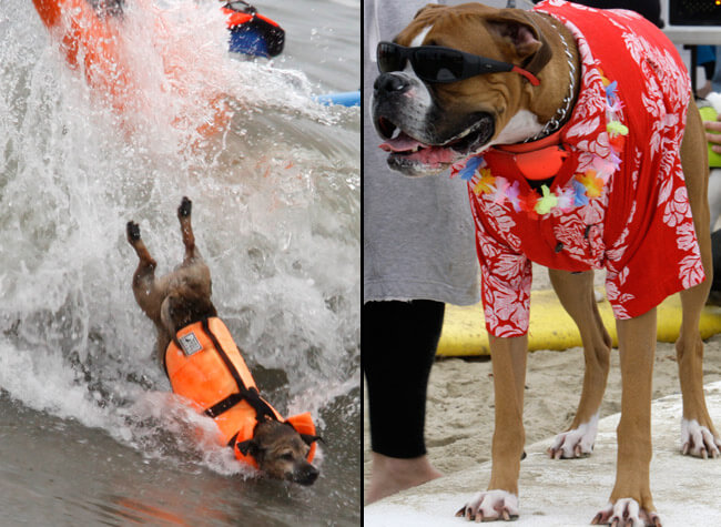 Teach dog surf