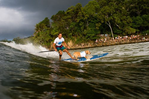 dog surf