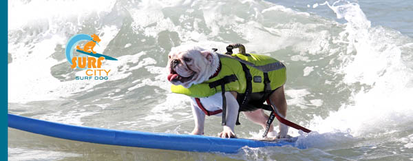 Surfing dog competitions