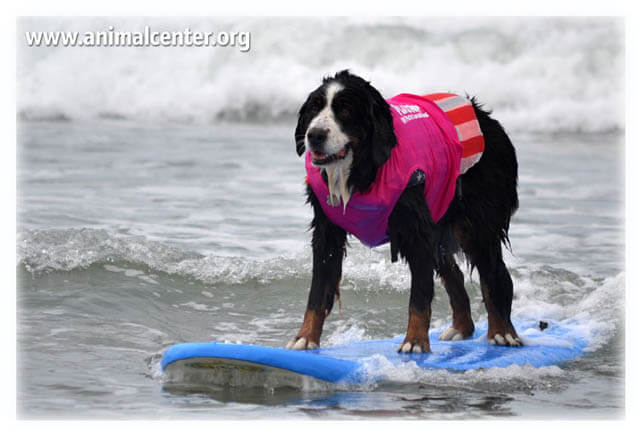 Surfing dog competitions