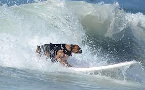 Teach dog surf