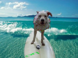 Teach dog surf