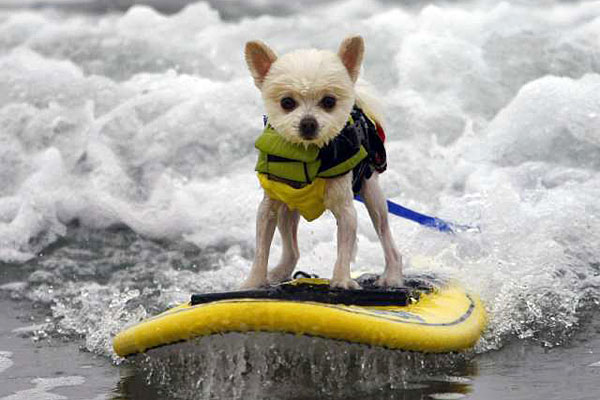 Teach dog surf