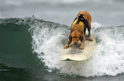 Teach dog surf