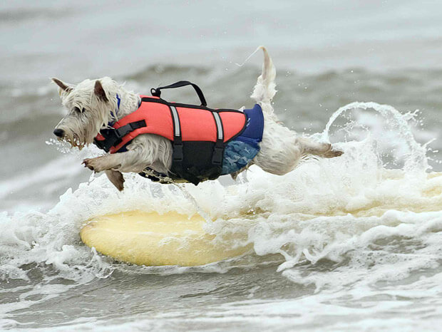 Teach dog surf