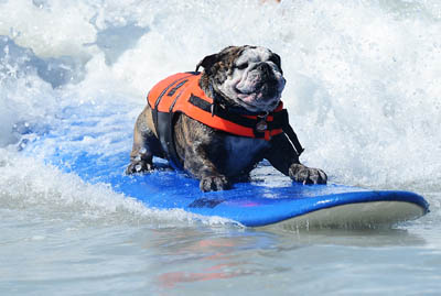 Teach dog surf