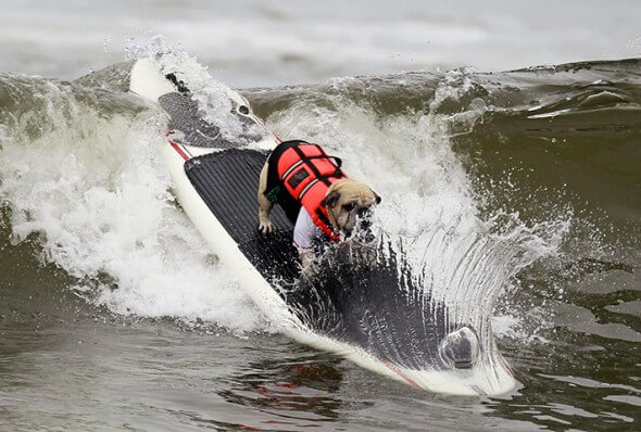 Teach dog surf