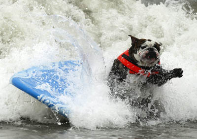 Surfing dog competitions