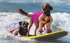 Teach dog surf