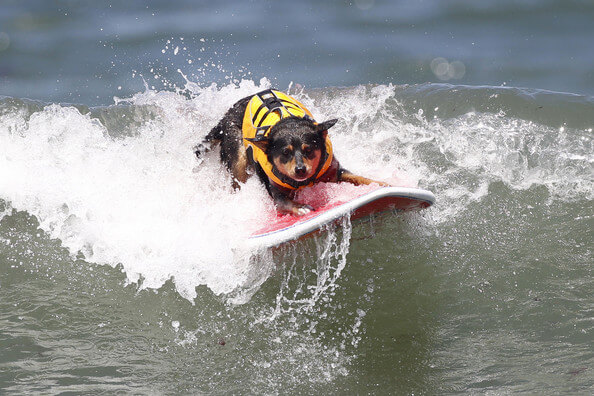 Free Surfing Dogs Photos