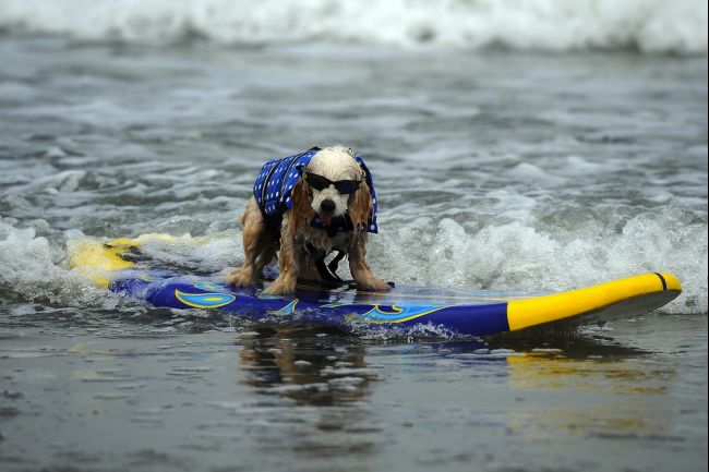 surfing dogs