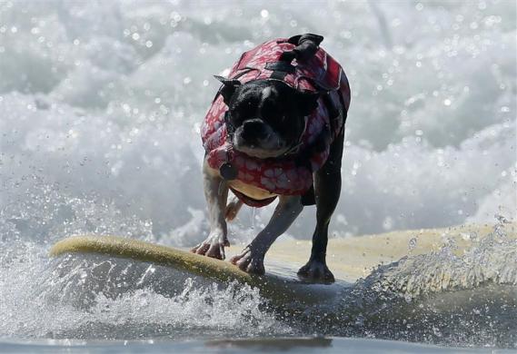 DOG PUPPY SURF SWIM WATER