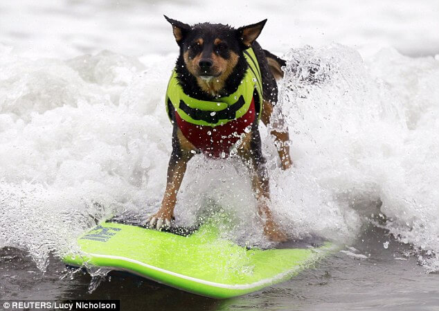 Free Surfing Dogs Photos