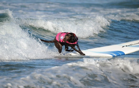 Free Surfing Dogs Photos