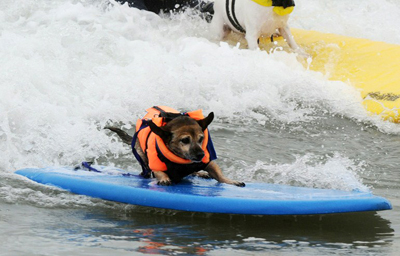 DOG PUPPY SURF SWIM WATER