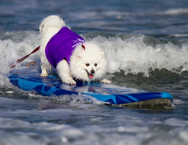 Free Surfing Dogs Photos