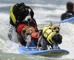 Teach dog surf