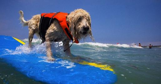 DOG PUPPY SURF SWIM WATER