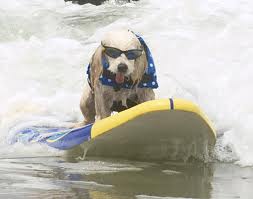 Teach dog surf