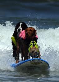 Teach dog surf