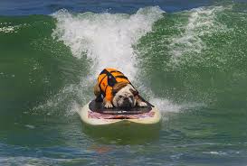 Teach dog surf