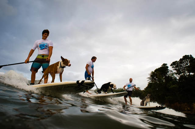 Free Surfing Dogs Photos