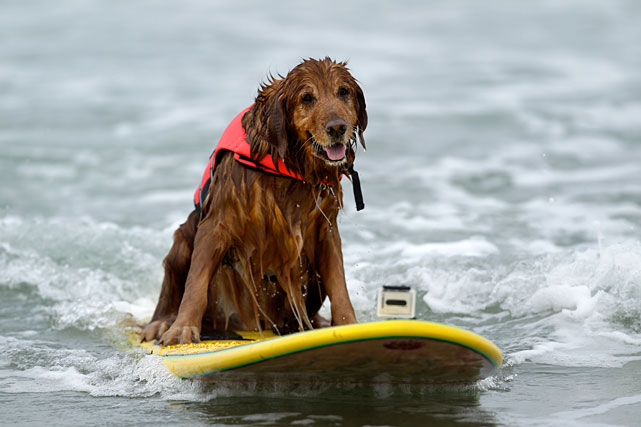 Free Surfing Dogs Photos