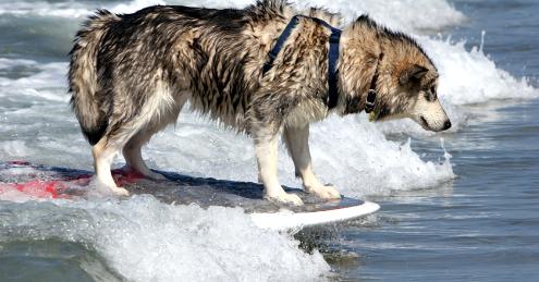 Tandem Surfing Dog Videos