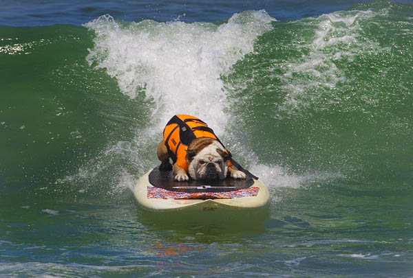 Surfing dog competitions