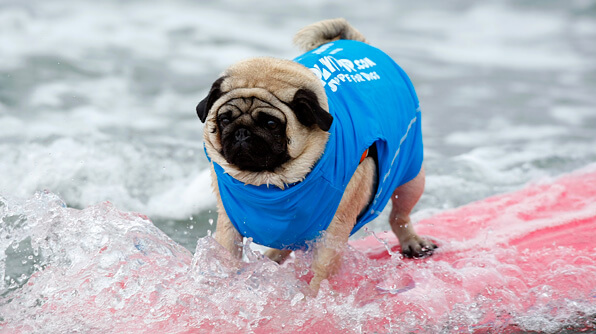 WWW.SURFDOGAUSTRALIA.COM