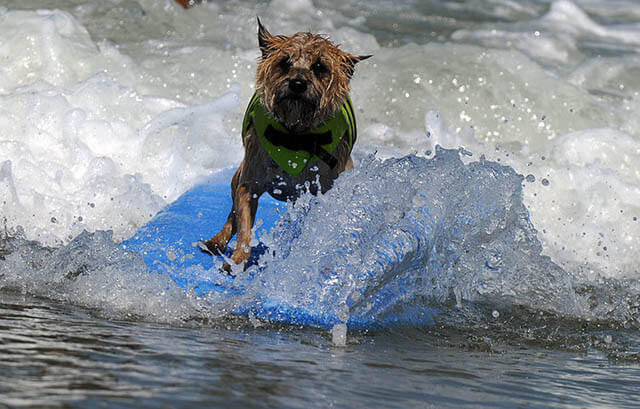 Teach dog surf