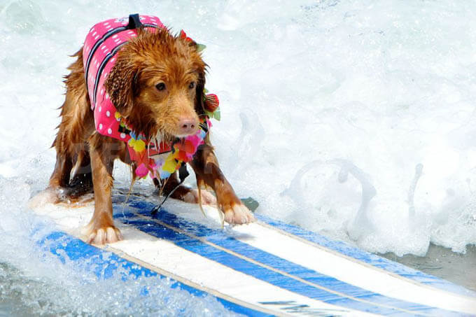 surfing dogs calendars