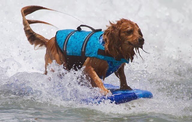 Free Surfing Dogs Photos