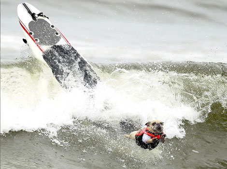 Surfing dog competitions