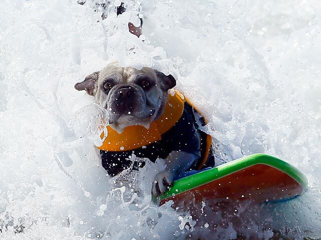 SURFING DOGS