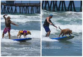 surfing dogs and puppies