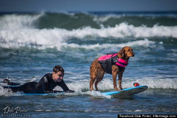 SURFING DOGS